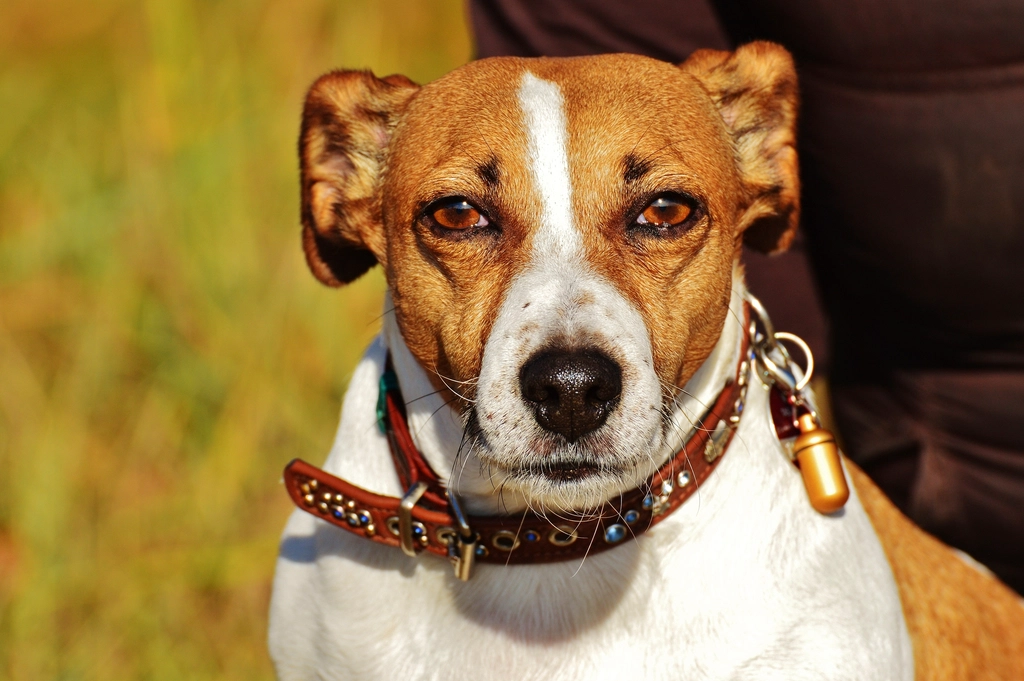 11. Jack Russell Terrier: The Energetic Sentry (image credits: rawpixel)