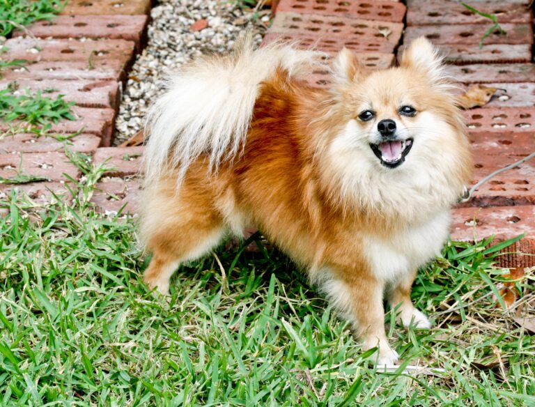 12 Tiny Dog Breeds That Make Exceptional Watchdogs