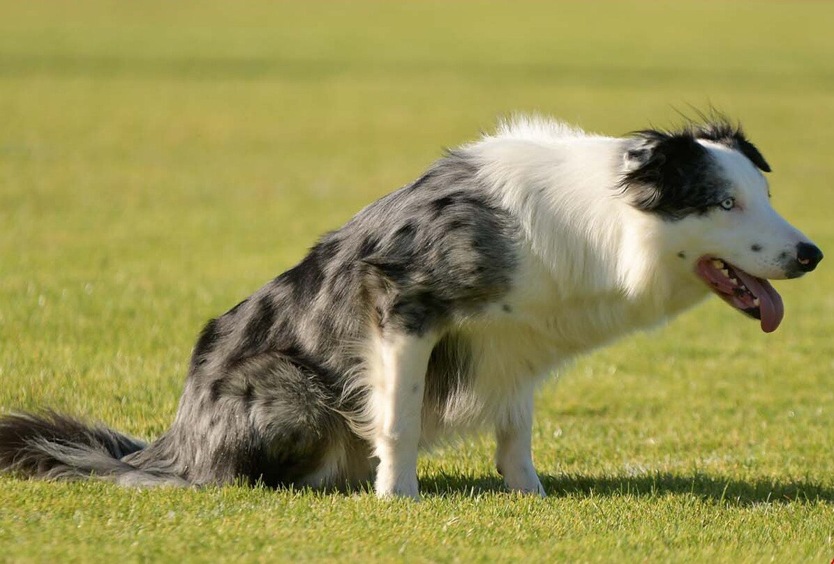 Fosters Independence (image credits: wikimedia)