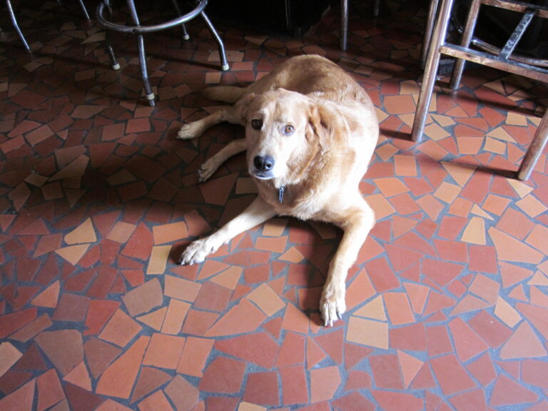 The Benefits of Teaching Your Dog Boundaries