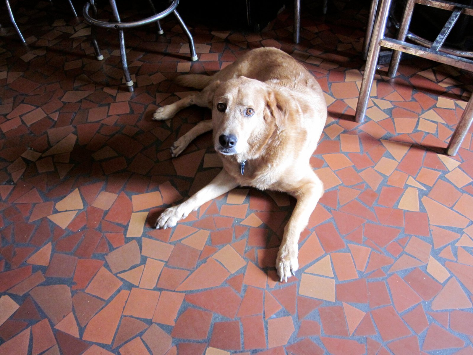 The Benefits of Teaching Your Dog Boundaries