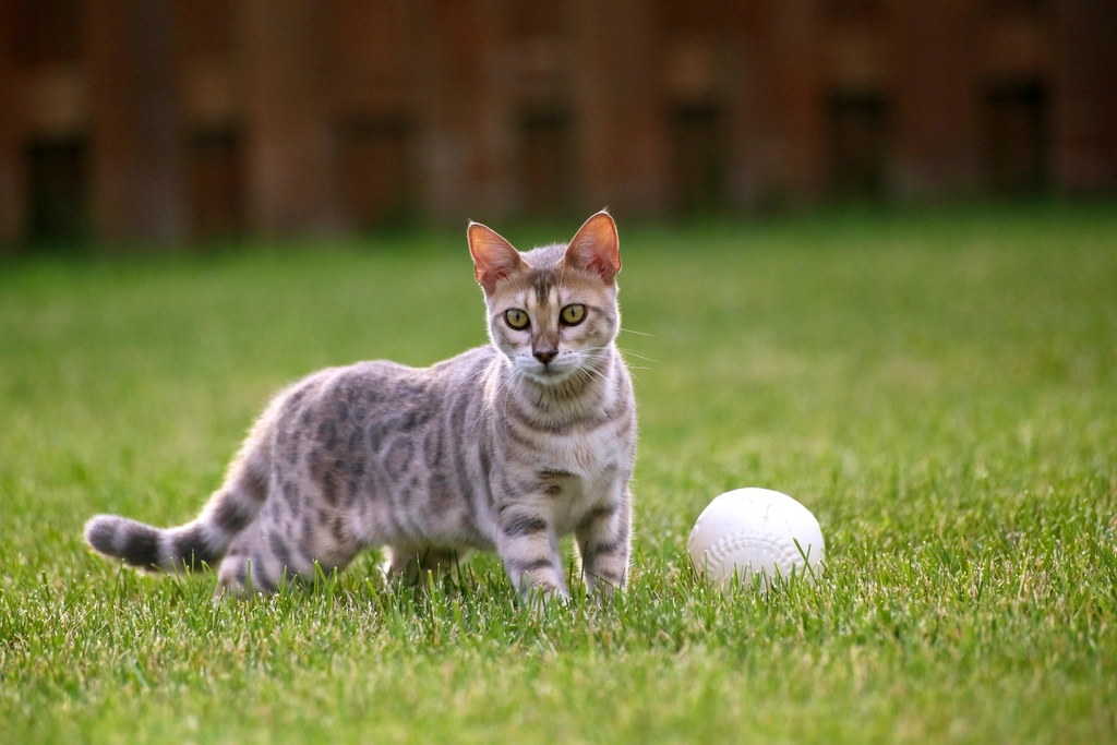 13 Loyal Cat Breeds That Will Protect Your Family at Any Cost