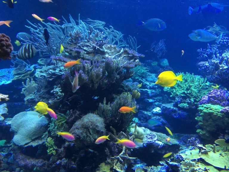 Freshwater vs. Saltwater Fish: Which One Is Right for You?