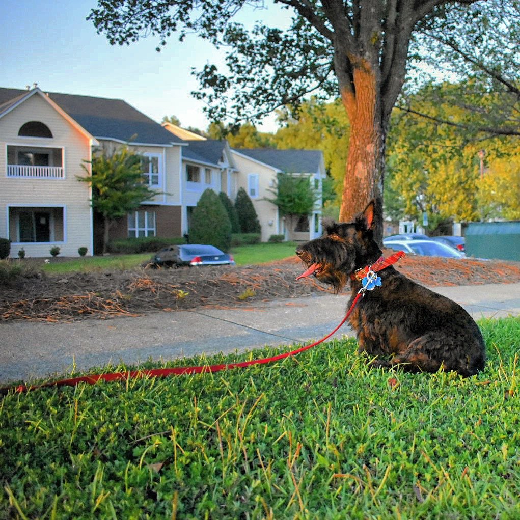 4. Scottish Terrier: The Determined Defender (image credits: wikimedia)