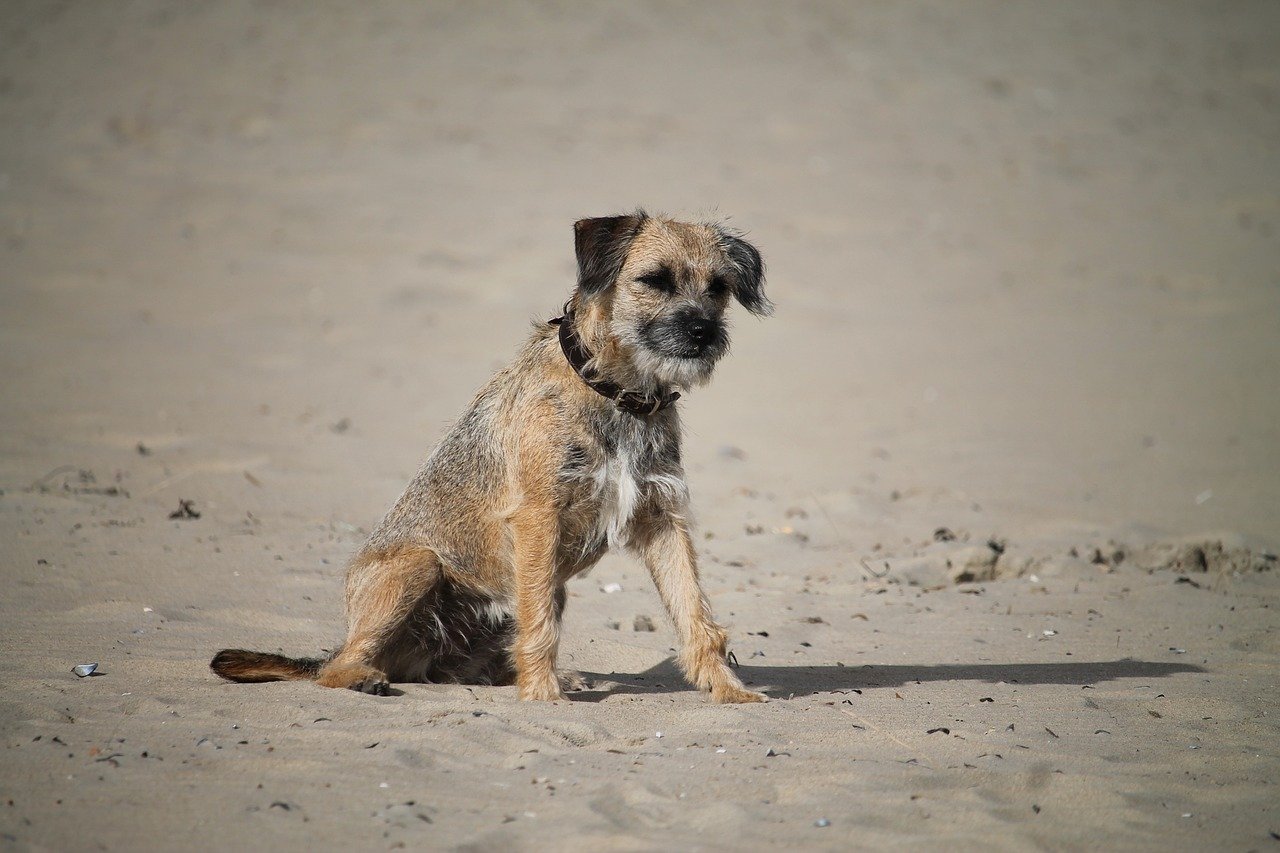 9. Border Terrier: The Tenacious Tracker (image credits: pixabay)