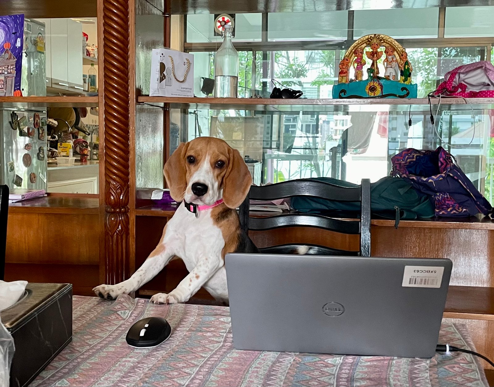 5. Busy Professionals and Small Dogs (image credits: wikimedia)
