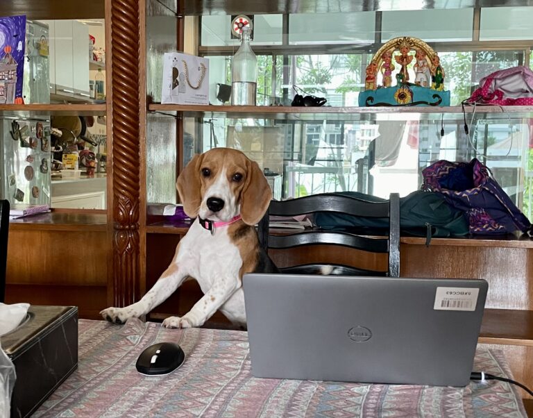 5 Types of Owners Suited to Small Dogs and 5 Better Off with Large Ones