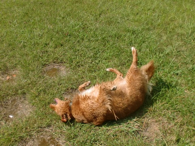 Unusual Whining or Barking (image credits: wikimedia)