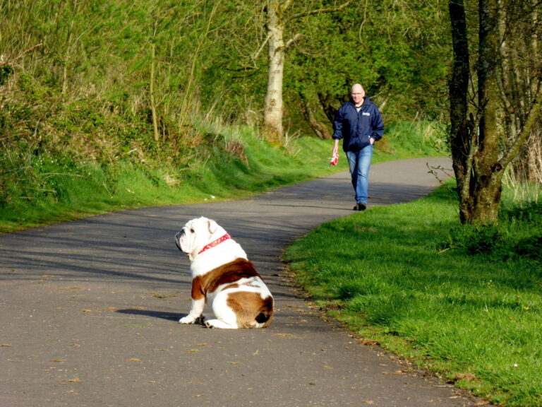 10 Signs of Jealousy in Dogs That Actually Prove They Want All Your Love