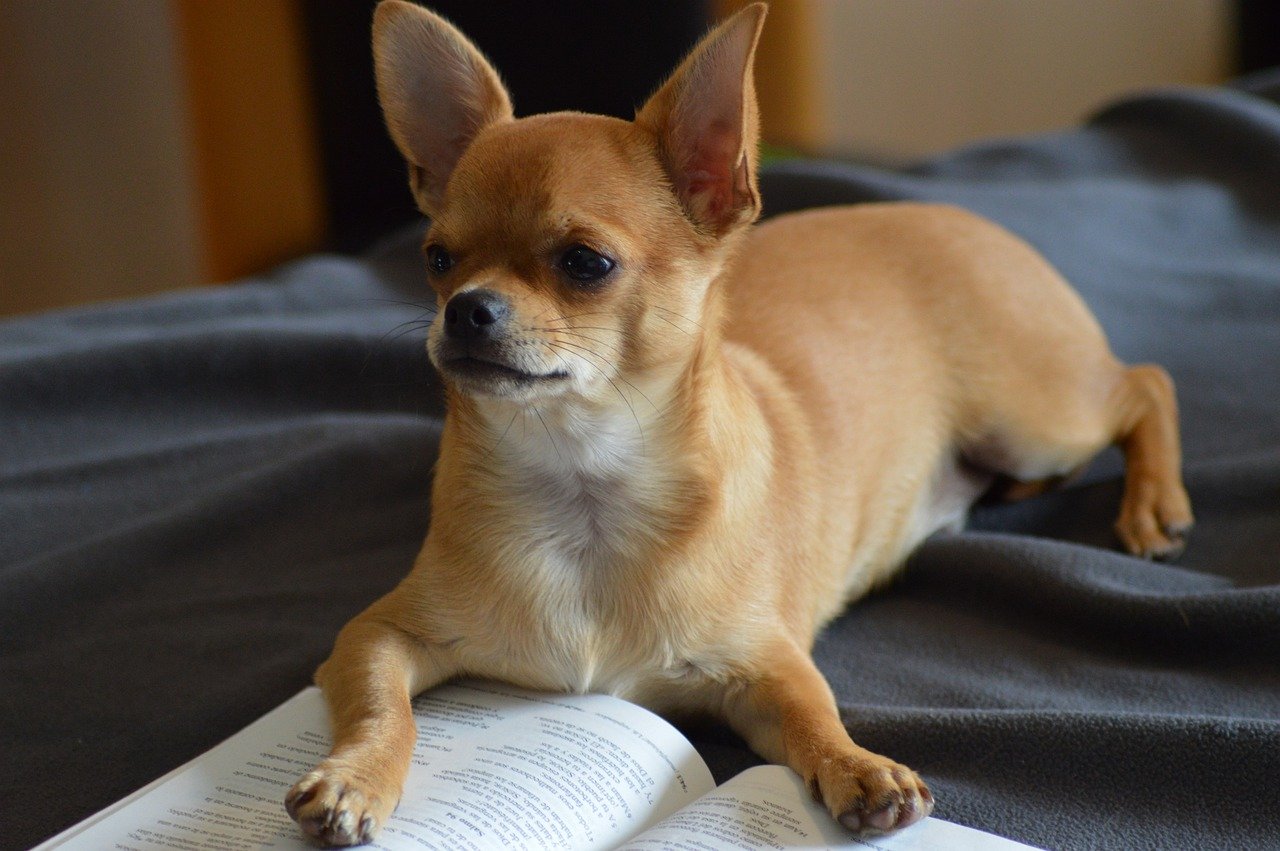 Intelligence and Curiosity (image credits: pixabay)