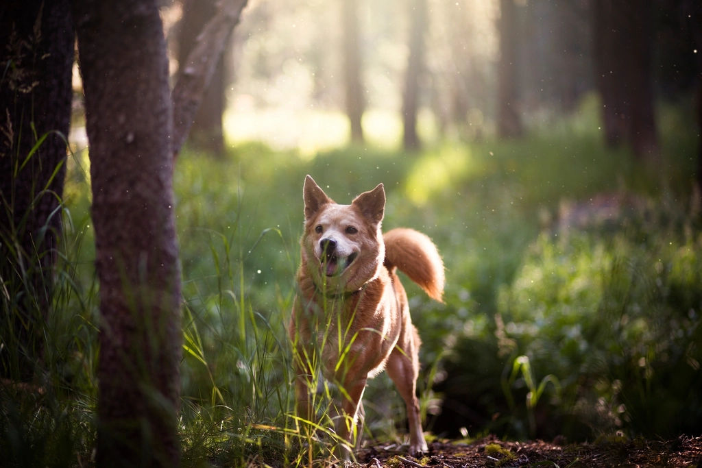 The Basics of Tail Wagging (image credits: rawpixel)