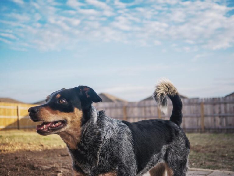 The Language of Tails: Understanding Your Dog’s Emotions Through Their Wag