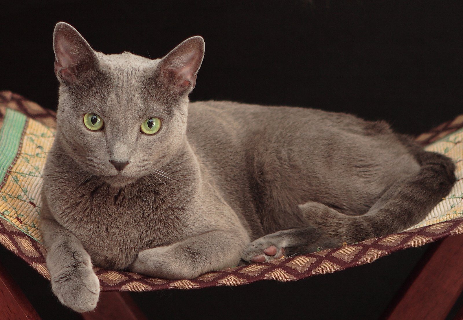 5 Cat Breeds That are Low Maintenance (and 5 Fluffy Ones That Need Constant Grooming)
