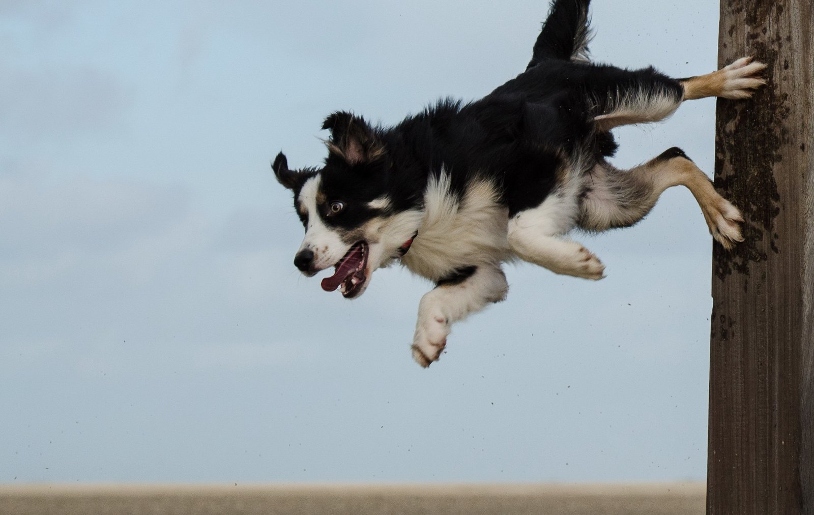 Border Collie: The Agile Acrobats (image credits: wikimedia)