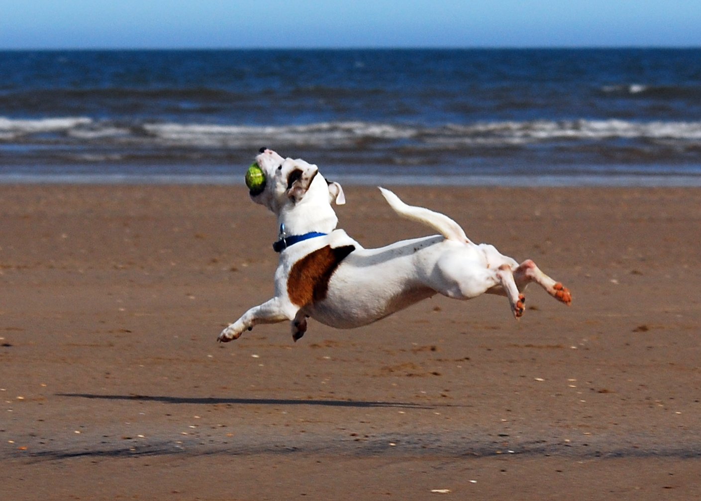 Jack Russell Terrier: The Energetic Jumpers (image credits: wikimedia)