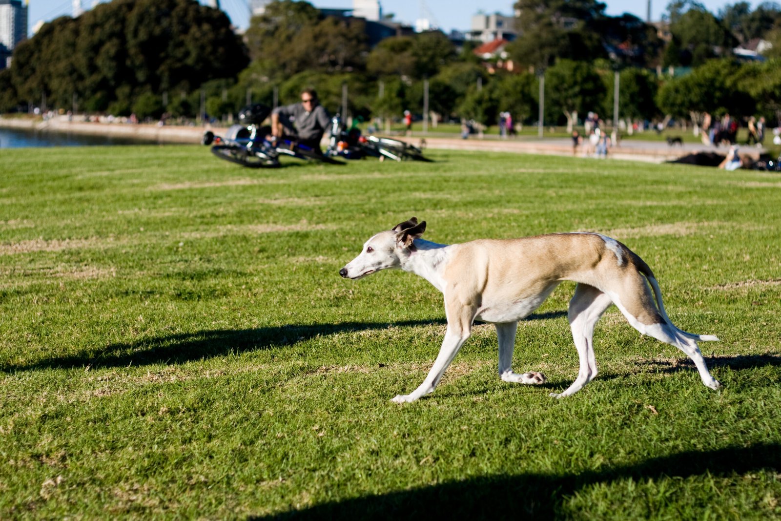 Whippet: The Speedy Jumpers (image credits: wikimedia)