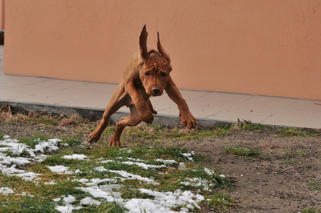 Vizsla: The Energetic Athletes (image credits: pixabay)