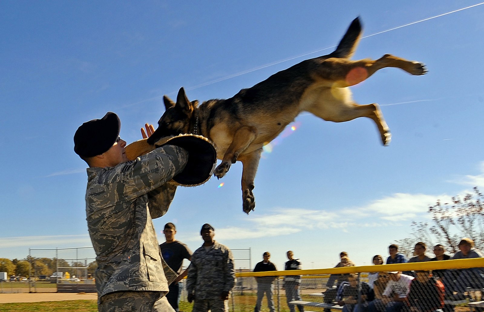 German Shepherd: The Versatile Leapers (image credits: wikimedia)