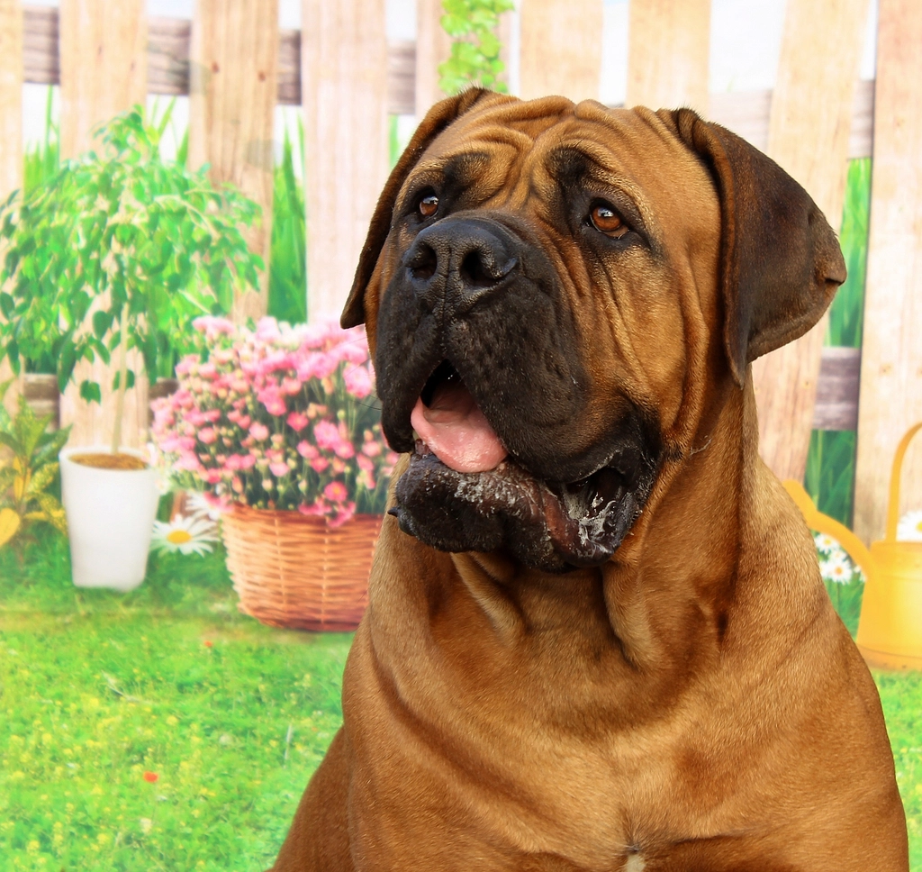 12. The Gentle Mastiff (image credits: rawpixel)