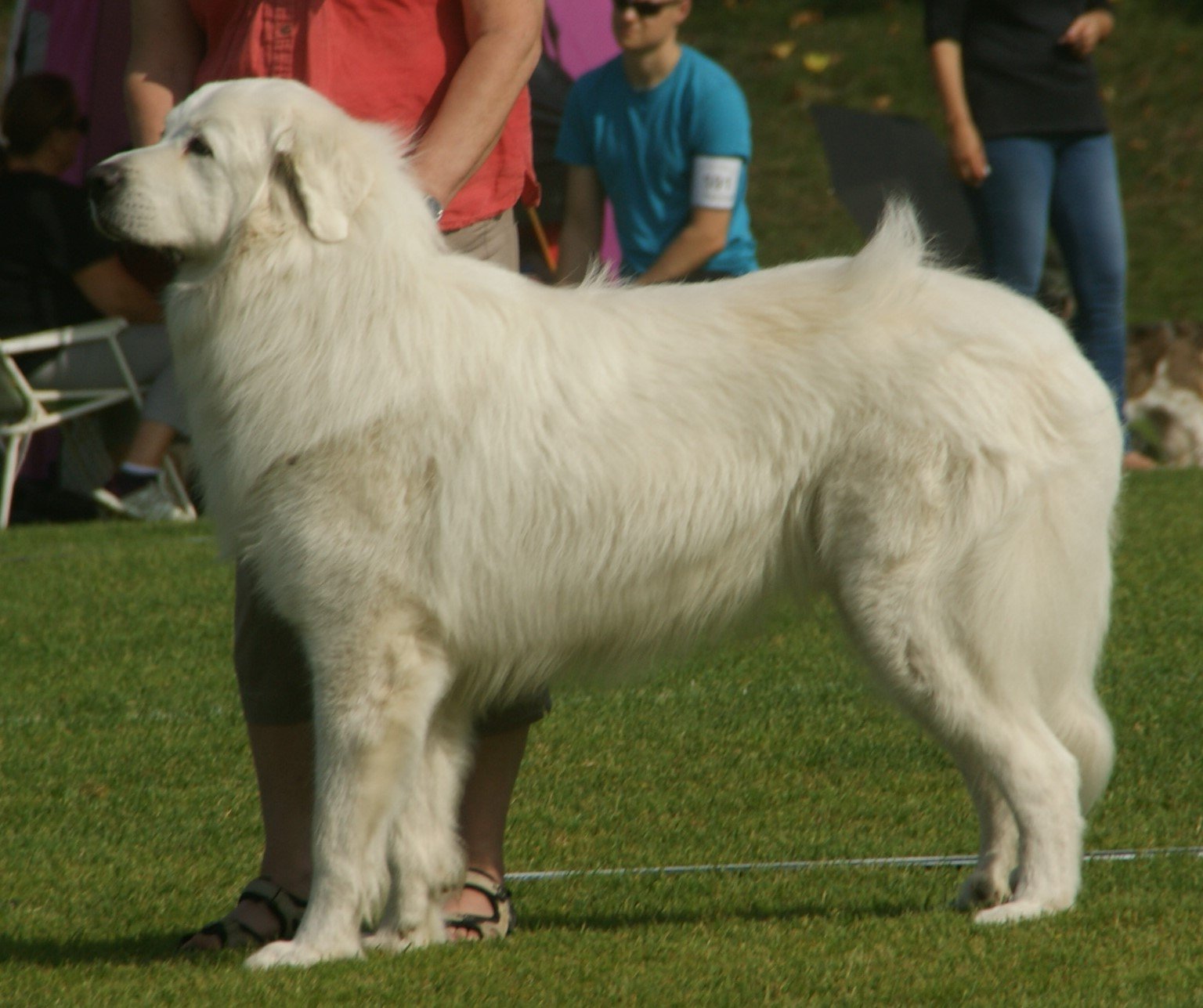 15. The Cuddly Great Pyrenees (image credits: wikimedia)