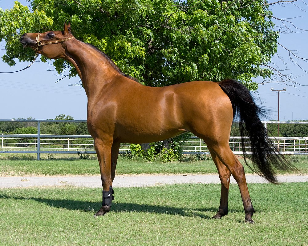 Arabian Horse: A Beauty Best Avoided by Beginners (image credits: wikimedia)
