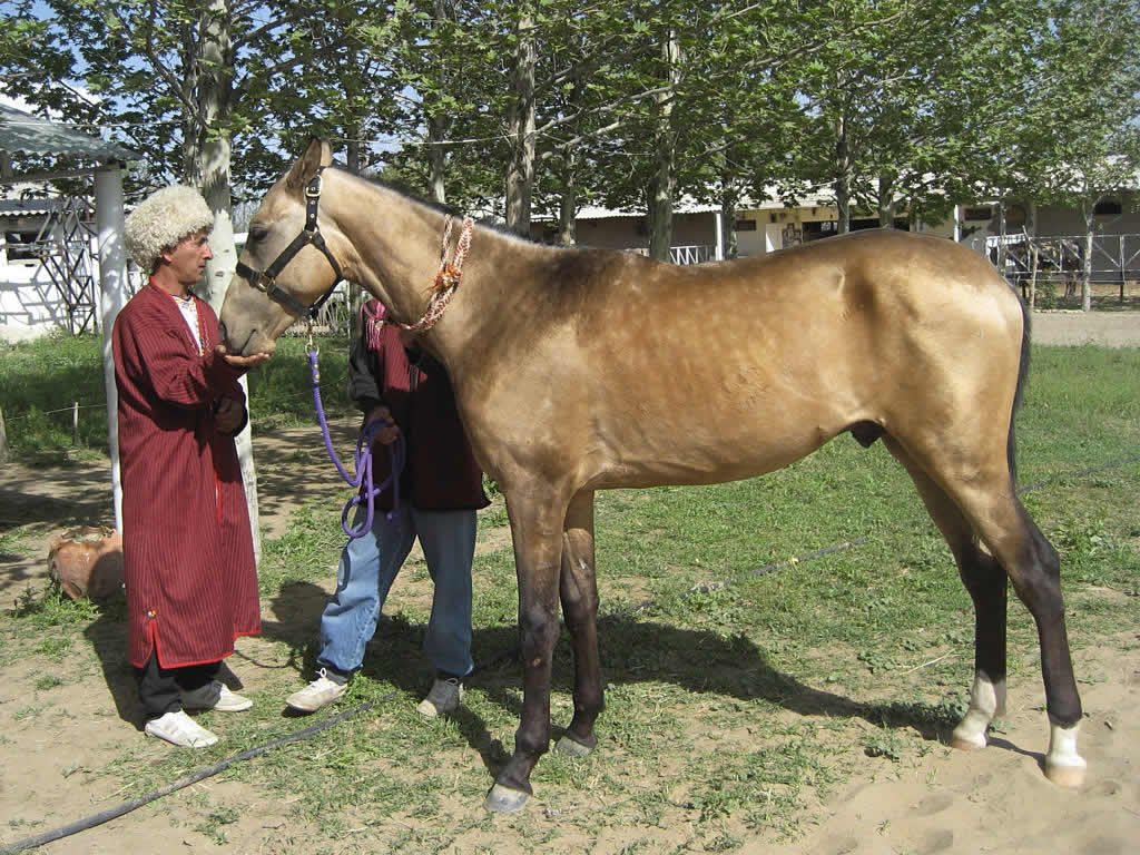 Akhal-Teke: The Exotic but Elusive Breed (image credits: wikimedia)