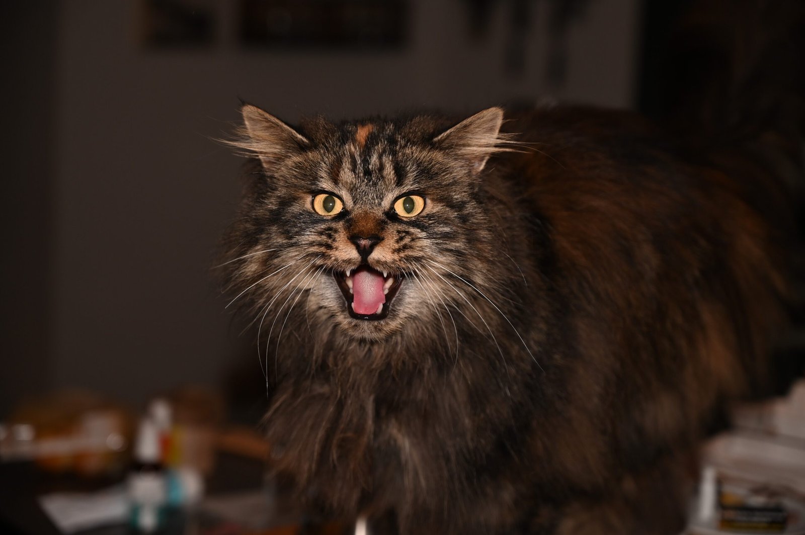 Excessive Meowing (image credits: wikimedia)