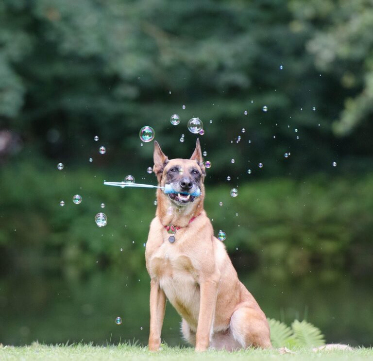Here's Why You Should Avoid A Dog Wagging Its Tail to the Left