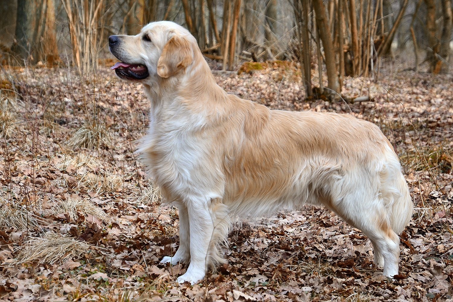 1. Golden Retriever (image credits: wikimedia)