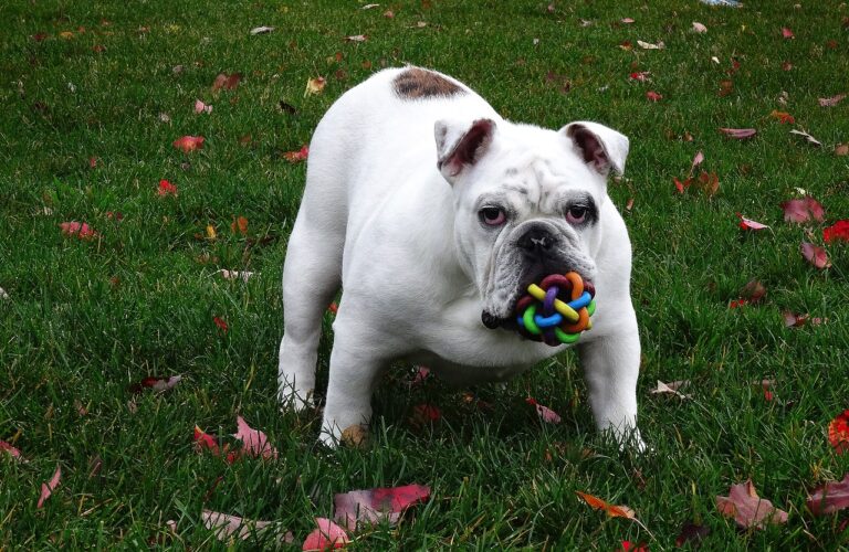 How to Stop Dogs Biting Their Tails and Paws