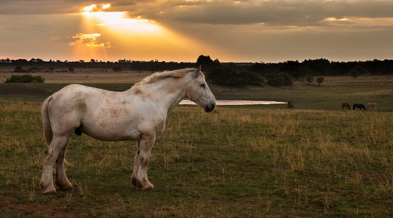Percheron: The Versatile Titan (image credits: wikimedia)