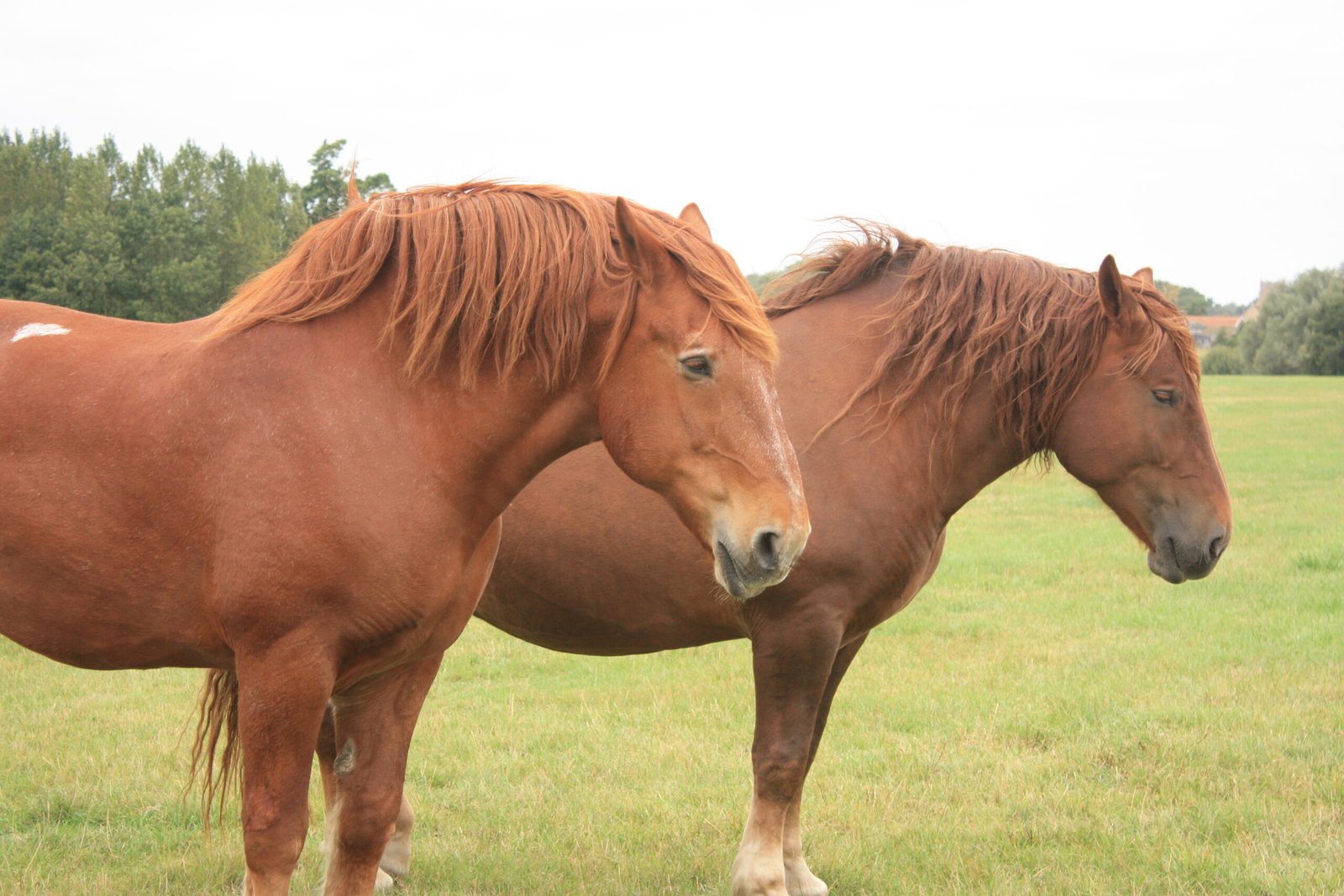 Suffolk Punch: The Enduring Worker (image credits: wikimedia)