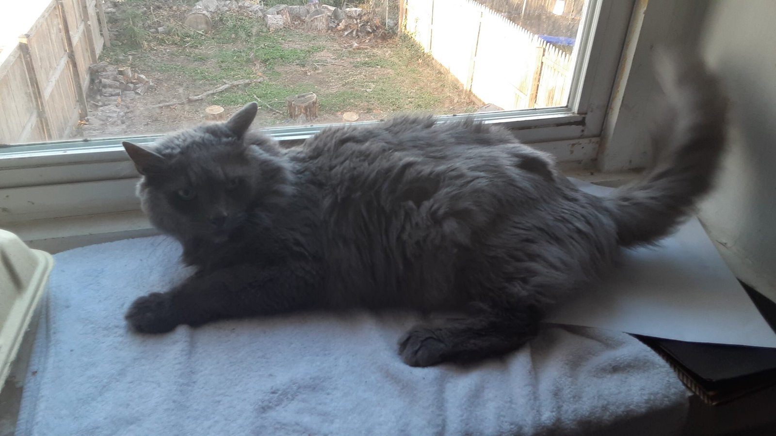 Nebelung: The Shy Defender (image credits: wikimedia)