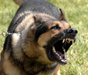 Uncharacteristic Barking or Growling