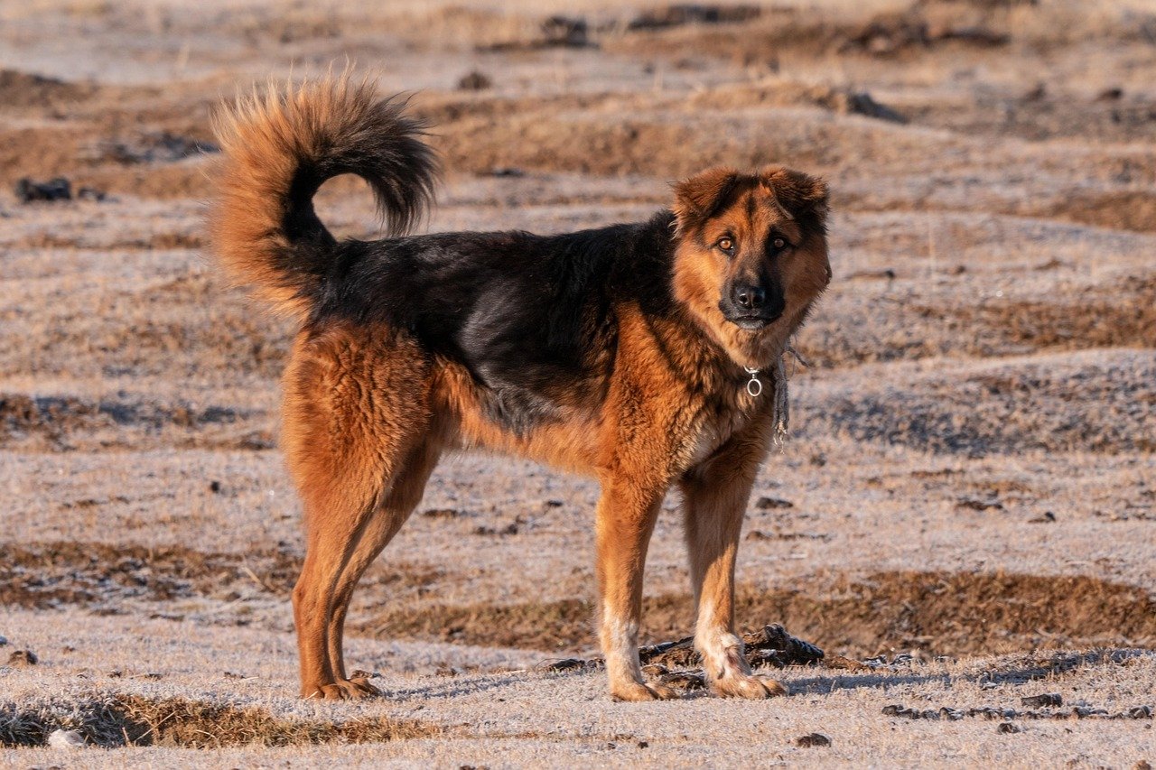 10 Signs Your Dog Senses Dangerous People