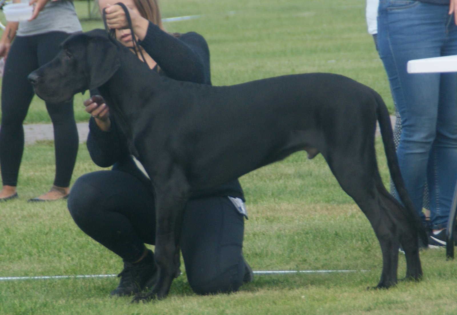 The Sturdy Great Dane (image credits: wikimedia)