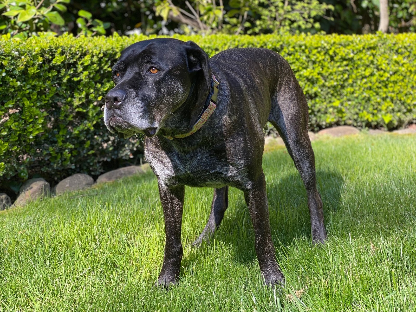 The Vigorous Cane Corso (image credits: wikimedia)