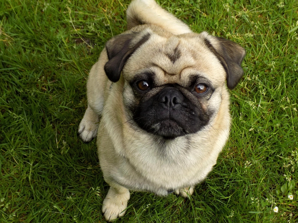 Pug (image credits: rawpixel)