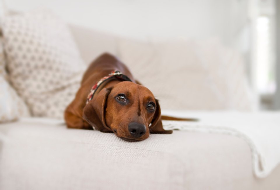 Dachshund (image credits: stocksnap)