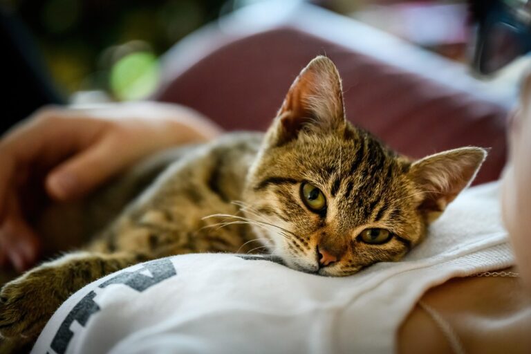 10 Subtle Ways Cats Show Their Love Differently Than Dogs
