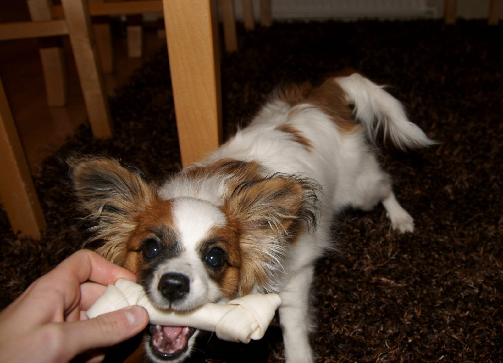 Recognizing Signs of Aggressive Biting (image credits: wikimedia)