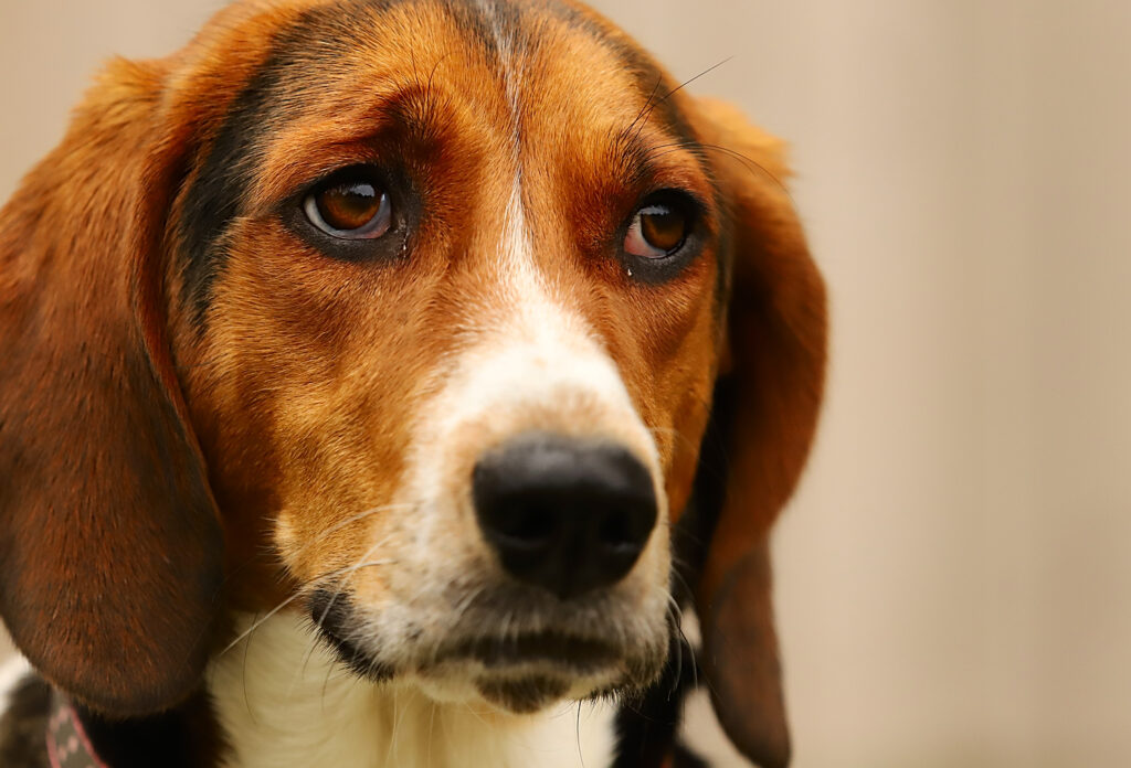 Whimpering or Soft Whining