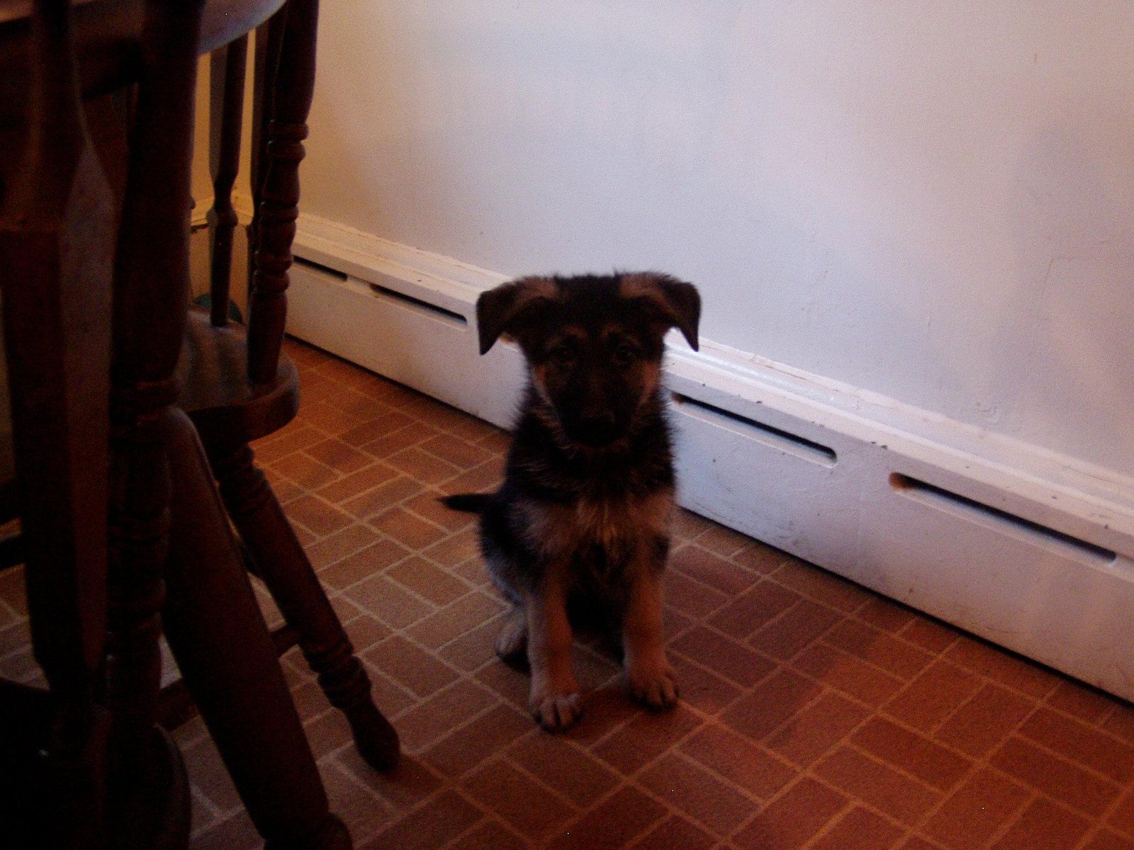 Recommended Feeding Frequency for German Shepherd Puppies (image credits: wikimedia)