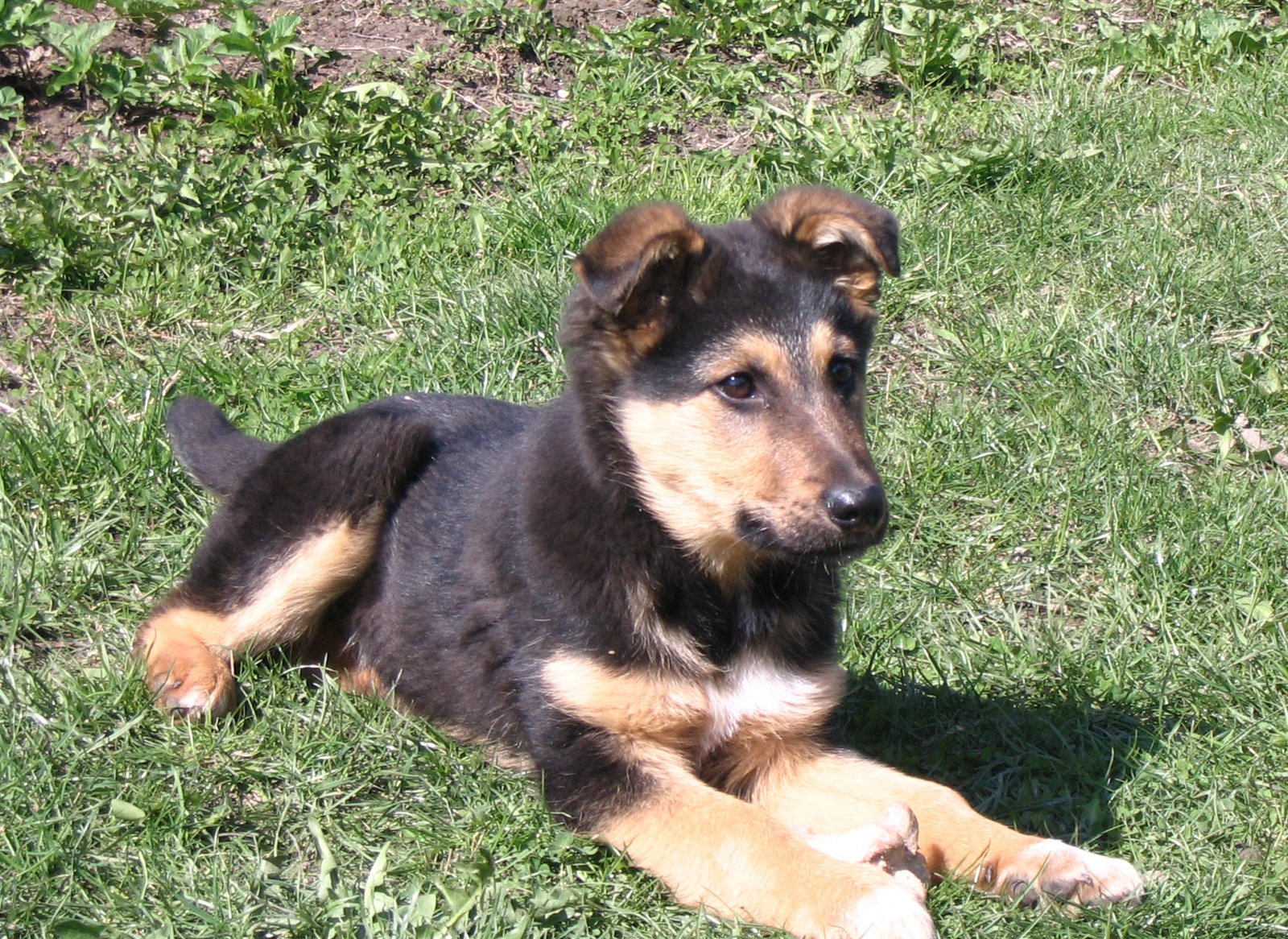 Common Mistakes to Avoid When Feeding Your Puppy (image credits: wikimedia)