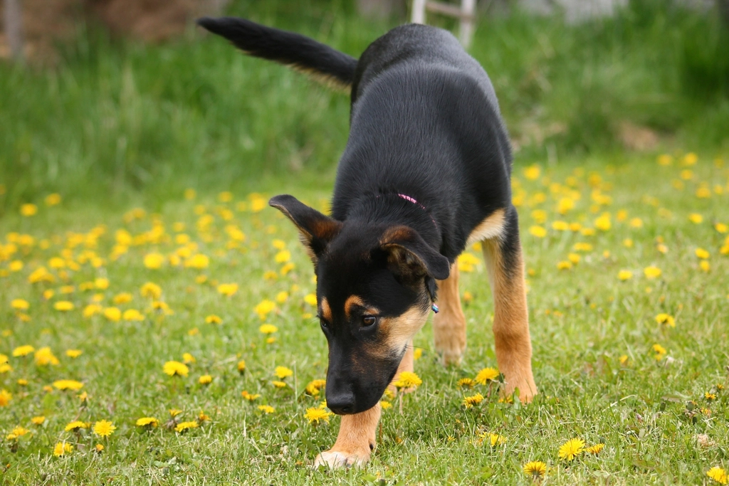 The Role of Hydration in Puppy Health (image credits: rawpixel)