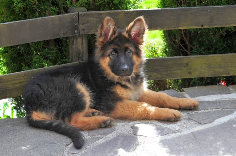 How Many Times a Day Should You Feed a German Shepherd Puppy?