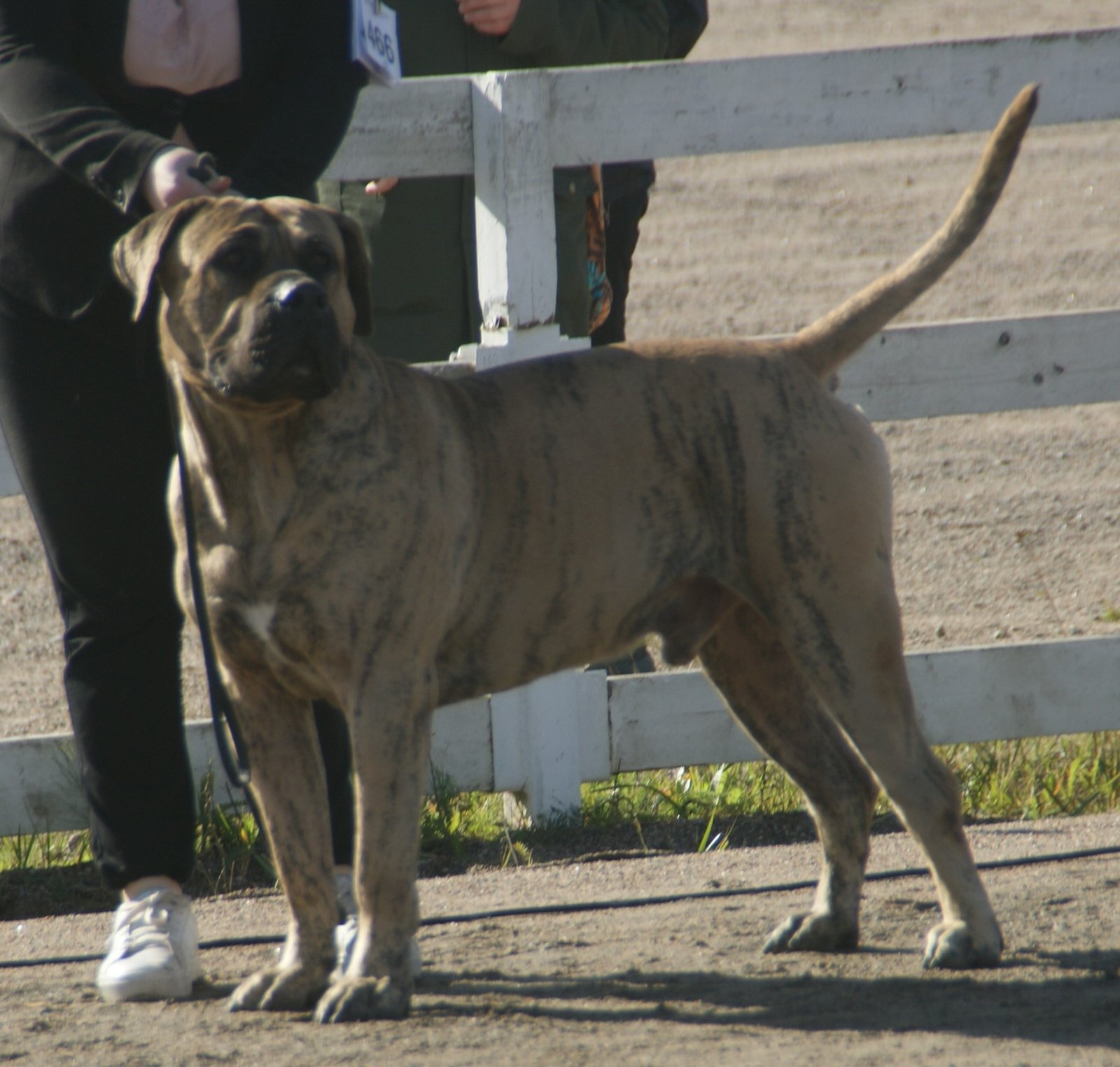 The Origins of the Presa Canario (image credits: wikimedia)