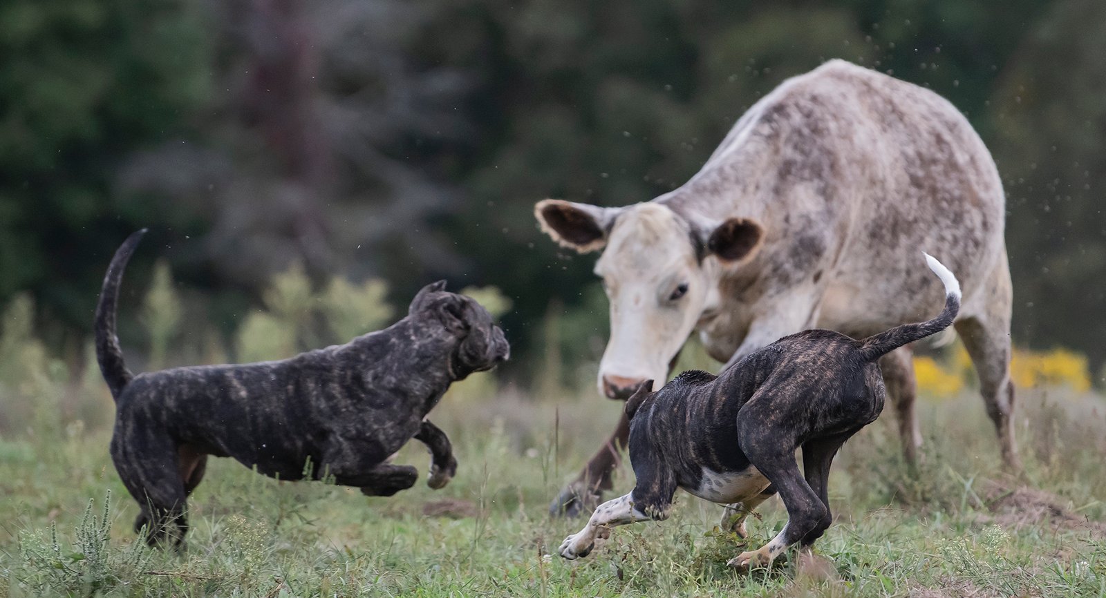 The Need for Socialization (image credits: wikimedia)