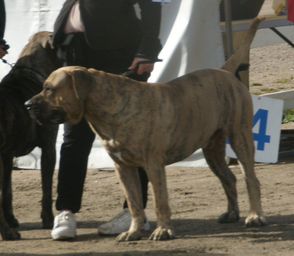 The Importance of Exercise and Mental Stimulation (image credits: wikimedia)