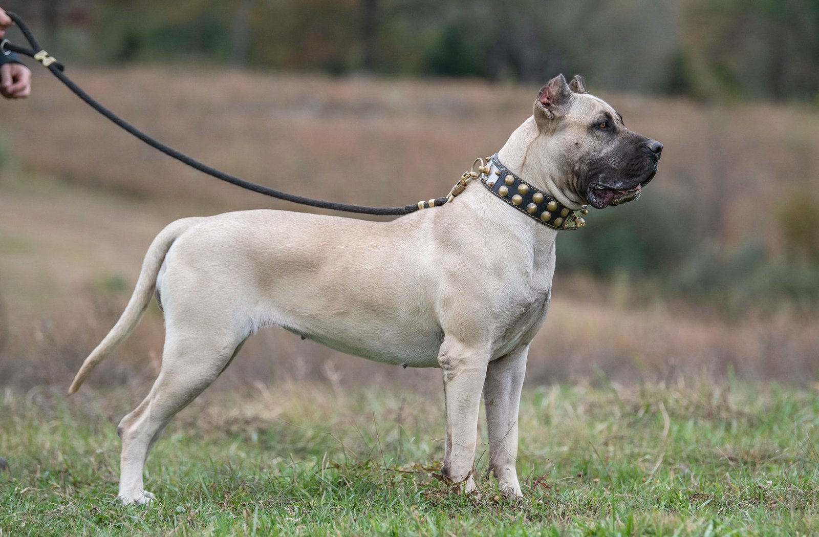 Guarding Instincts and Protective Nature (image credits: wikimedia)